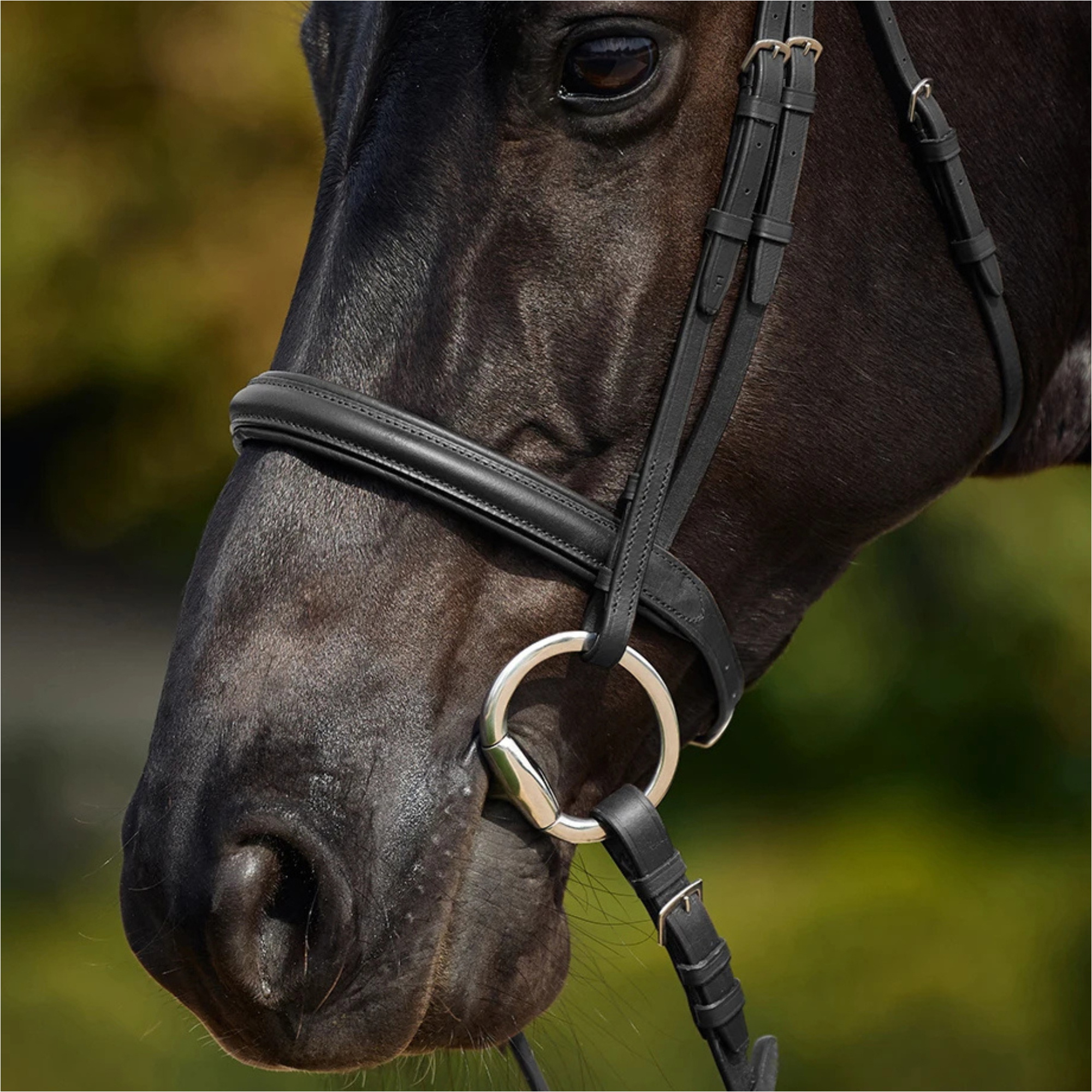 2026 Dublin Gepolsterte Cavesson-Zäumung 1031495 - Black